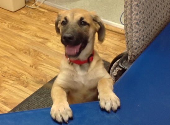 Reception Dog